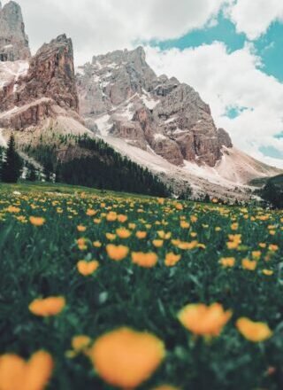 bed of orange flowers